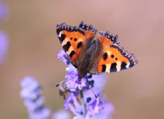 SMALL TORTOISHELL